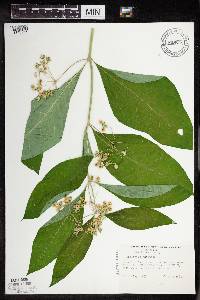 Asclepias exaltata image