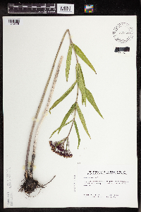 Asclepias incarnata var. incarnata image