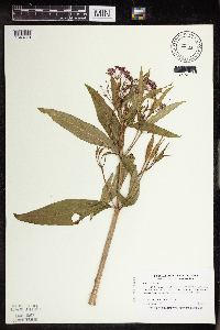 thumbnail image of current specimen