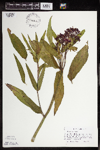 Asclepias incarnata var. incarnata image