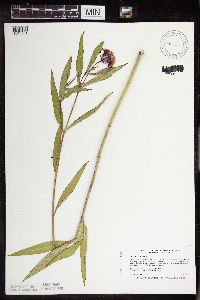 Asclepias incarnata var. incarnata image