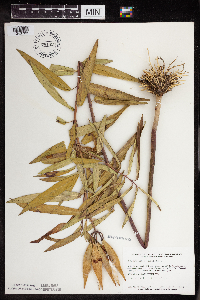 Asclepias incarnata var. incarnata image