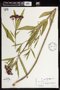 Asclepias incarnata var. incarnata image
