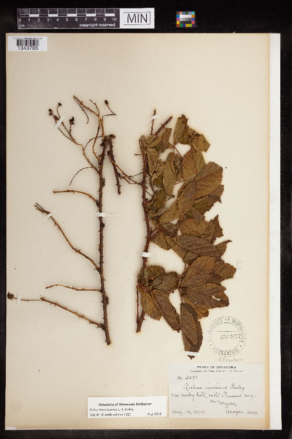 Rubus hancinianus image