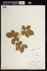 Rubus hancinianus image