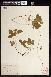 Rubus hispidus image