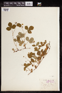 Rubus hispidus image