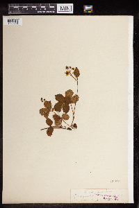 Rubus hispidus image