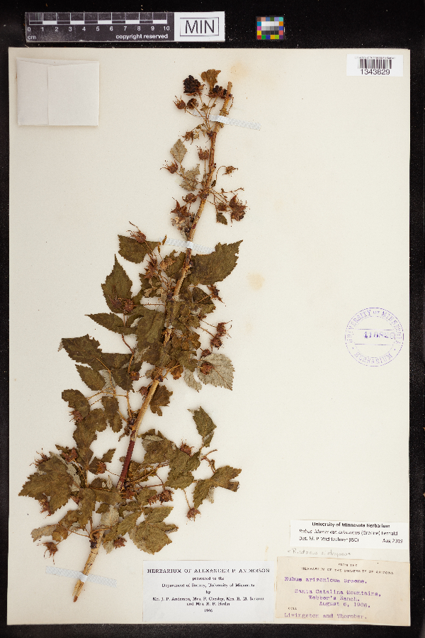 Rubus idaeus var. arizonicus image