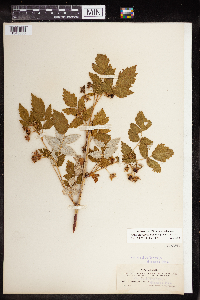 Rubus idaeus var. arizonicus image