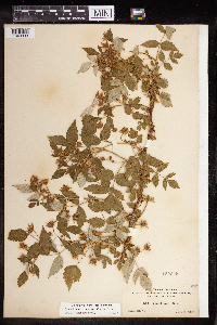 Rubus idaeus var. arizonicus image