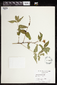 Rubus illecebrosus image