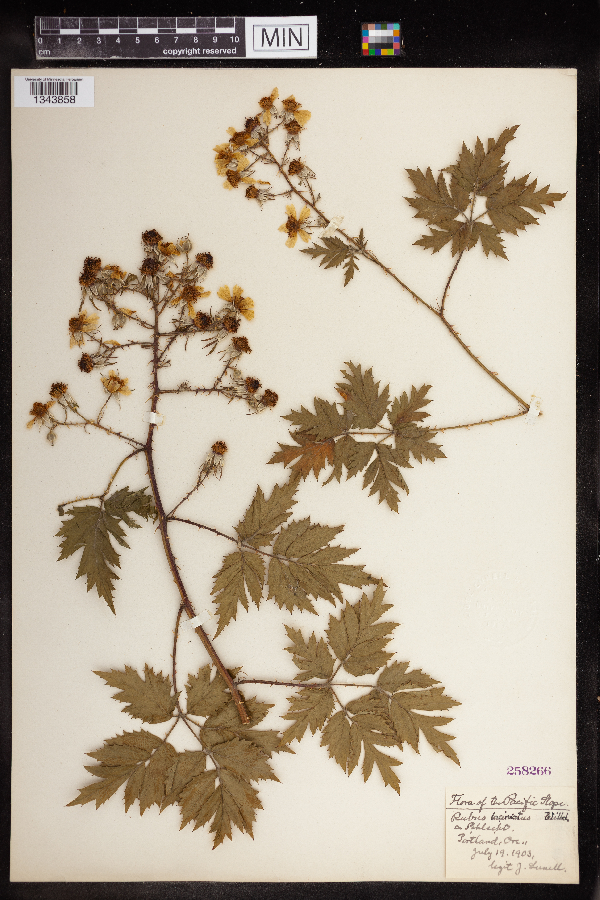 Rubus laciniatus image