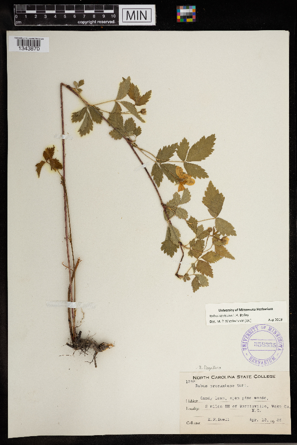 Rubus serratus image