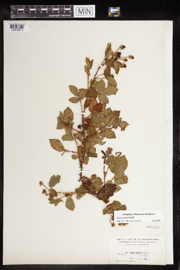 Rubus lucidus image