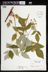 Rubus x neglectus image