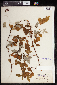 Rubus x neglectus image