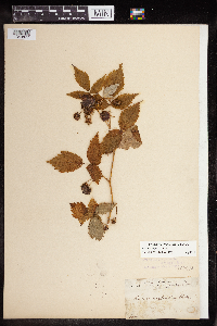 Rubus x neglectus image