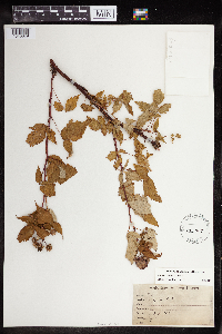 Rubus x neglectus image