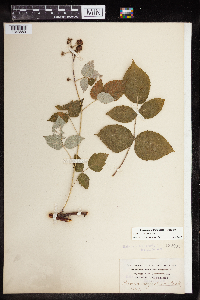 Rubus x neglectus image