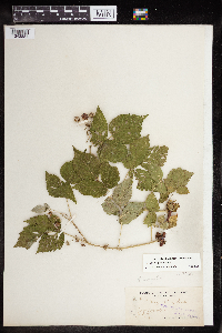 Rubus x neglectus image