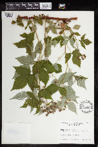 Rubus x neglectus image