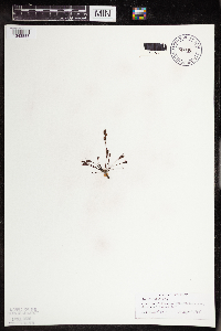 Drosera intermedia image