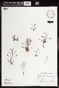 Drosera intermedia image