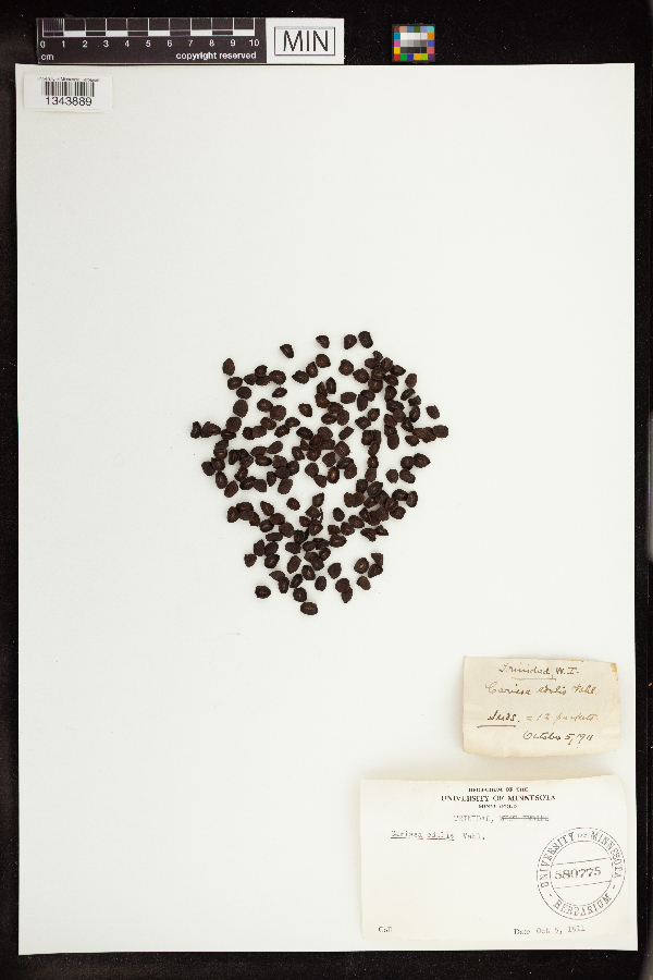 Carissa edulis image