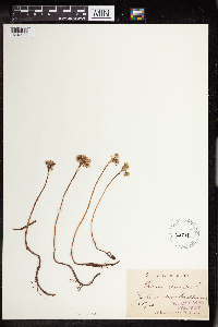 Sedum rupestre image