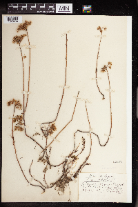 Sedum rupestre image