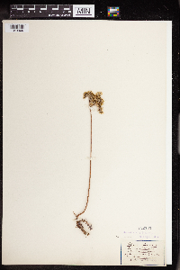 Sedum rupestre image