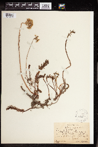 Sedum rupestre image