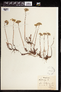 Sedum rupestre image