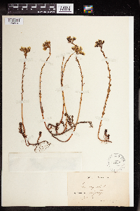 Sedum rupestre image