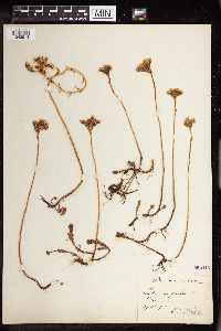 Sedum rupestre image