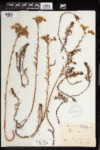 Sedum rupestre image