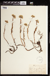 Sedum rupestre image