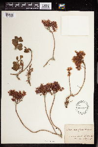 Phedimus spurius image