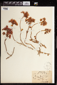 Phedimus spurius image