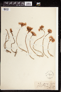 Phedimus spurius image