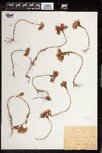 Phedimus spurius image