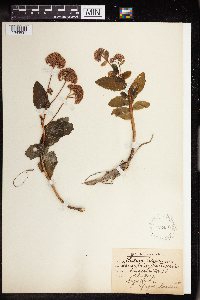 Hylotelephium telephium image