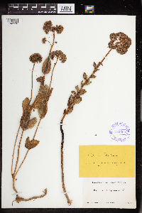 Hylotelephium telephium image