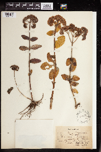 Hylotelephium telephium image