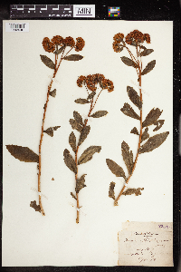 Hylotelephium telephium image