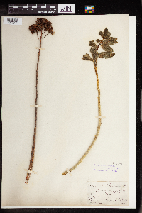 Hylotelephium telephium image