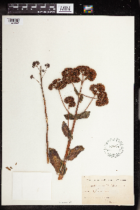 Hylotelephium telephium image