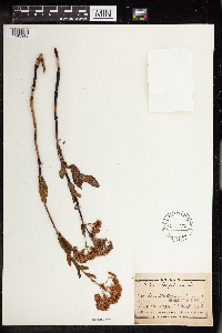 Hylotelephium telephium image