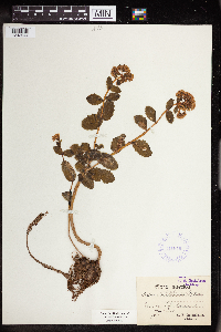 Hylotelephium telephium image